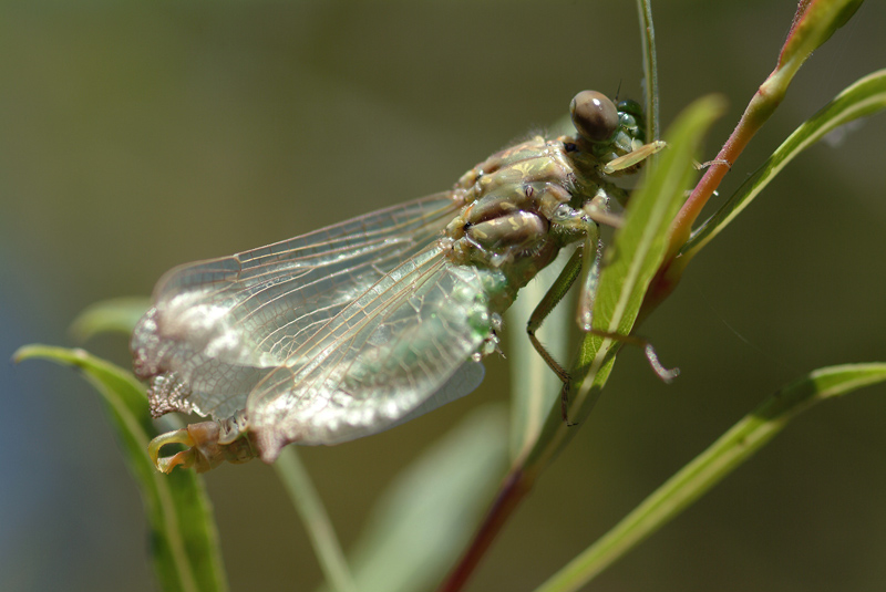 Da determinare 4 - Onychogomphus forcipatus unguiculatus